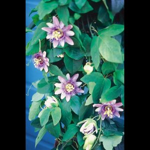 vof Tuincentrum Schoutenbos image 1