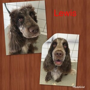 Hondentrimsalon Toulouse image 4