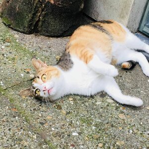 DigiBeet en Katten Café image 1