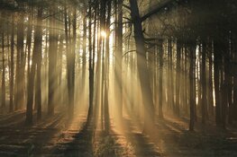 Beverwijk en Heemskerk vieren Boomfeestdag op 13 maart