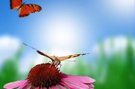 Vlinder en fladder op kinderboerderij Dierendorp in Heemskerk