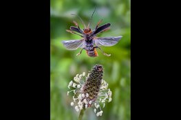 Insectenlezing voor volwassenen op 28 mei in het Koetshuijs