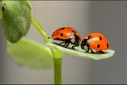 Speuren naar insecten op 't Koetshuijs