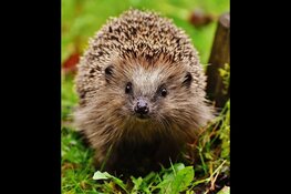 Egelmiddag op 't Koetshuijs in Heemskerk