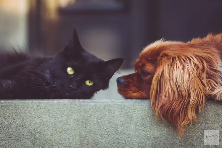 De Dierenbescherming zoekt collectanten