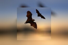 Terugblik op de avondwandeling Nacht van de Vleermuis