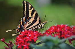 Op 2 juni alles over vlinders bij het Koetshuijs in Heemskerk