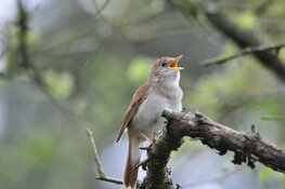 Unieke gratis tentoonstelling Zangvogels in het Koetshuijs in Heemskerk