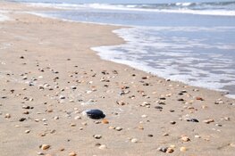 IVN strandwandeling voor natuurliefhebbers in Heemskerk