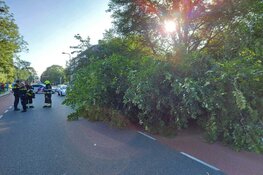 Boom omgevallen op geparkeerde auto