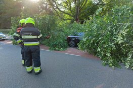 Boom omgevallen op geparkeerde auto