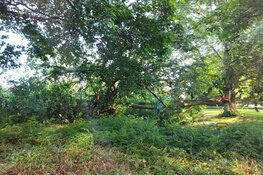 Boom omgevallen op geparkeerde auto