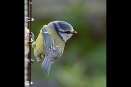 Tuinvogellezing voor volwassenen op 19 oktober in de Smaeckkamer in Beverwijk