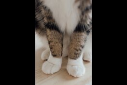 Leer alles over dierensporen en dieren in de winter bij Kinderboerderij Dierendorp