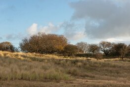 Werkzaamheden in het Heemskerkerduin