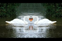 Liefde en dieren op Kinderboerderij Dierendorp