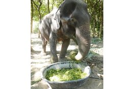 World Animal Protection start actie voor olifanten: &#39;Thaise olifanten in de problemen door coronacrisis&#39;