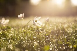 Wisselvallige start van de week, later weer droog en zonnig