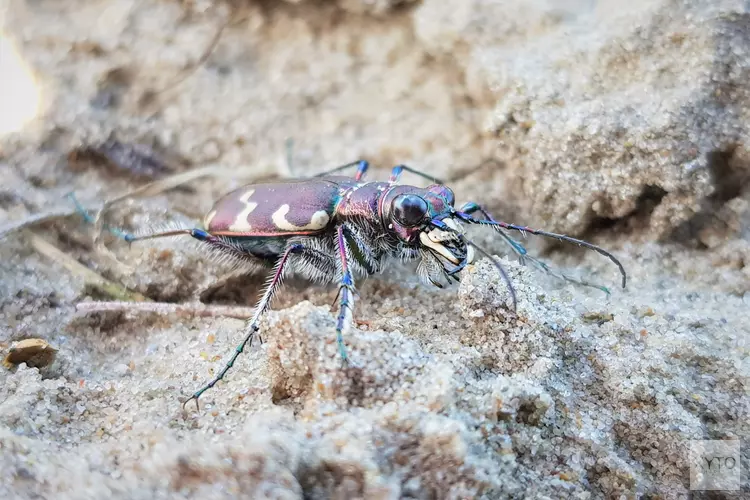 Insecten zoeken in de duinen op vaderdag!