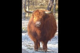 Op woensdag 28 december organiseert IVN Midden Kennemerland een prachtige winterwandeling in het duingebied van PWN.