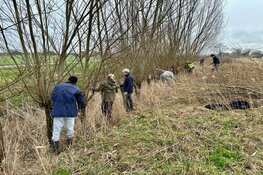 Wilgen knotten langs de Liniedijk