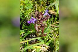 Het voorjaar ontluikt in Park Assumburg