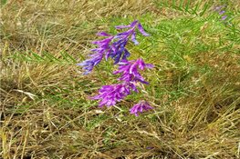 Op zondagochtend 21 mei a.s. organiseert IVN Afdeling Midden Kennemerland een fietsexcursie om De Krommenieër Woudpolder