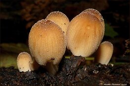 Persbericht Foto expositie Koetshuijs