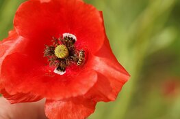 Fotowedstrijd Jongeren in Kasteeltuin Assumburg