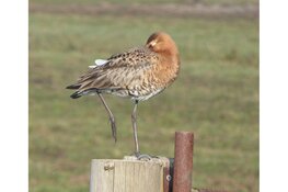 Fietstocht Krommenieër Woudpolder 20 april 2024