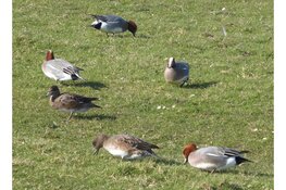 Fietstocht Krommenieër Woudpolder 20 april 2024