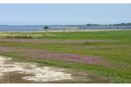 Ontdek de bijzondere planten van De Verzakking bij het Amstelmeer
