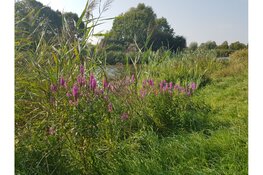 De herfst komt eraan in Park Assumburg