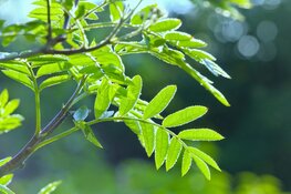 Heemskerk viert Boomfeestdag op 21 november