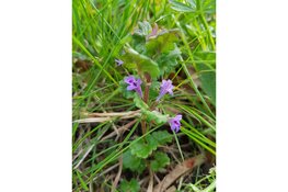 Wandeling Park Assumburg 27 april 2025