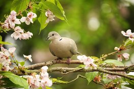 Leer over vogels bij het Koetshuijs in Heemskerk