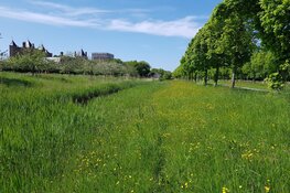 Zomerse Wandeling in Park Assumburg