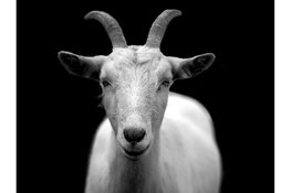 Kom jij ook naar Kinderboerderij de Baak voor wat gezellig-geit?