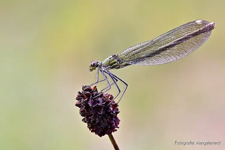 Leer over insecten bij het Koetshuijs in Heemskerk