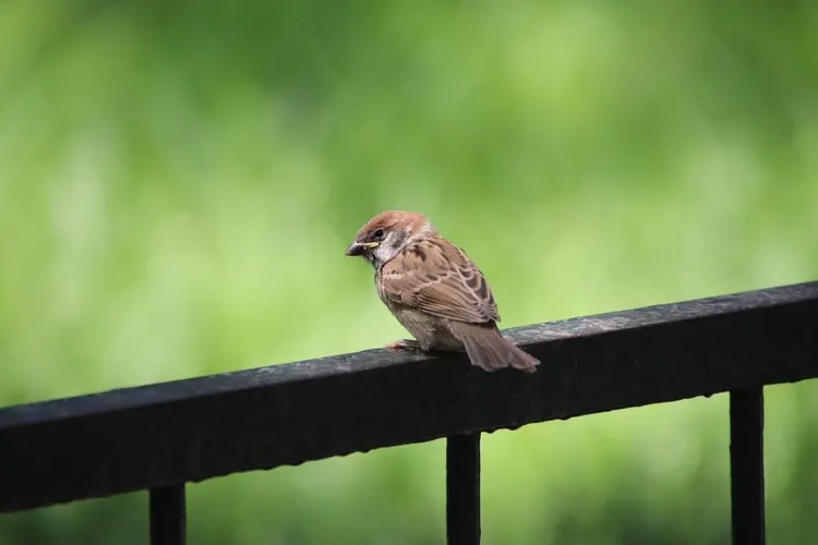 Onderzoek naar dieren in uw wijk
