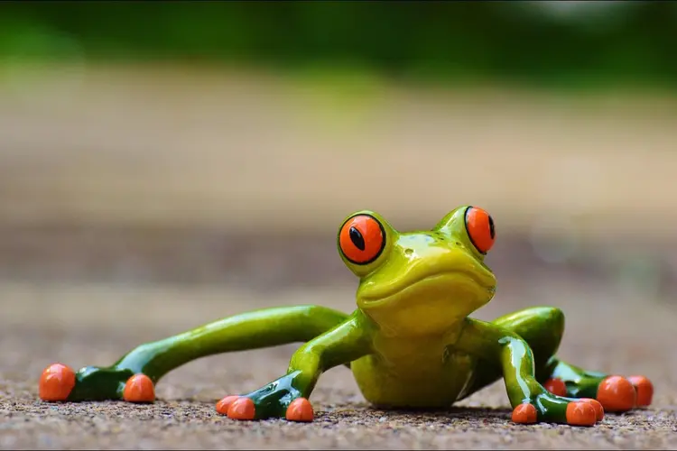 Kikkermiddag bij het Koetshuijs