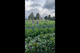 Zelfoogsttuin op Marquette brengt oude moestuin weer tot leven