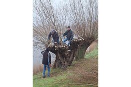 IVN werkdag Wilgen knotten bij Fort Veldhuis in Heemskerk
