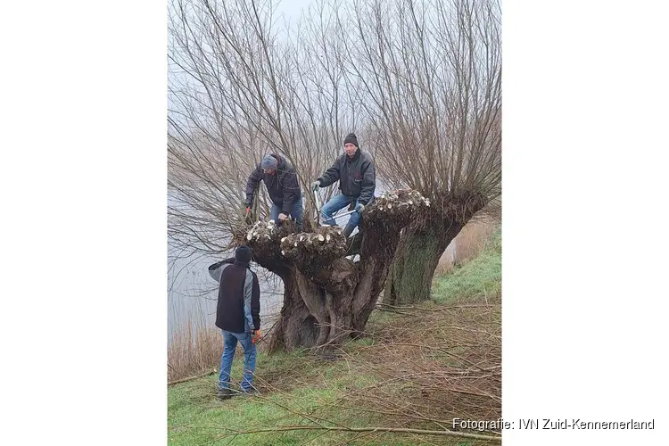 IVN werkdag Wilgen knotten bij Fort Veldhuis in Heemskerk