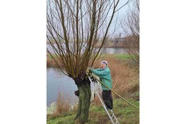 IVN werkdag Wilgen knotten bij Fort Veldhuis in Heemskerk