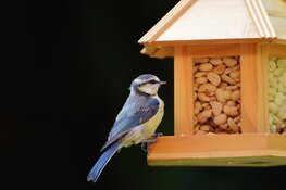 Vogels en vogelvoer op Kinderboerderij Dierendorp
