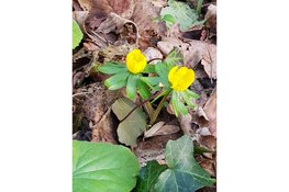 "Natuur en cultuurhistorie komen samen tijdens wandeling rond Kasteel Marquette