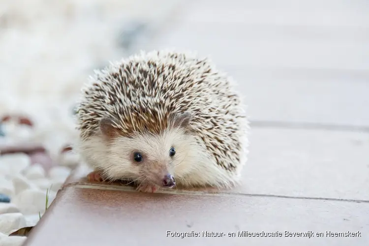Alles over egels en ezels op Kinderboerderij Dierendorp