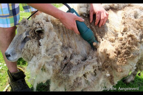 Er worden schapen geschoren bij Kinderboerderij de Baak