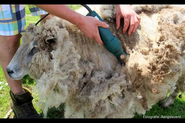 Er worden schapen geschoren bij Kinderboerderij de Baak